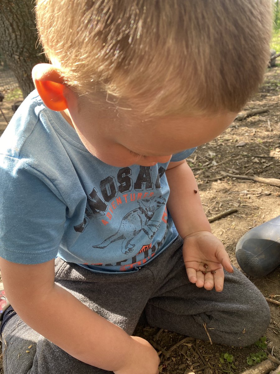 nurserykinged's tweet photo. We found LOTS of 🐞 at Forest School today! 

🐝’s we’re so gentle when counting their spots! https://t.co/RQviXt6s2Y