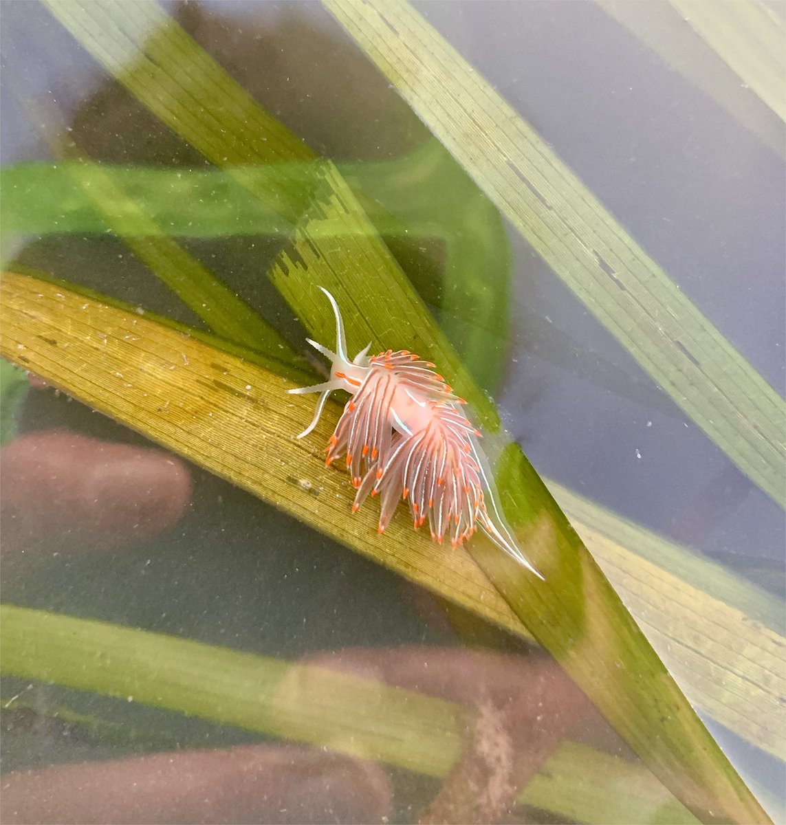 UC Davis Coastal and Marine Sciences Institute (@ucd_cmsi) on Twitter photo This photo of a Hermissenda #nudibranch in the #seagrass in Bodega Harbor at sunrise, taken by Claire Murphy - <a href="/clurmurph/">Claire Murphy</a>, is the winning image from our CMSI Symposium 2022 photo contest! 📸🏆
Congratulations to Claire, and thank you for sharing your photo with us! This photo of a Hermissenda #nudibranch in the #seagrass in Bodega Harbor at sunrise, taken by Claire Murphy - <a href="/clurmurph/">Claire Murphy</a>, is the winning image from our CMSI Symposium 2022 photo contest! 📸🏆
Congratulations to Claire, and thank you for sharing your photo with us!
