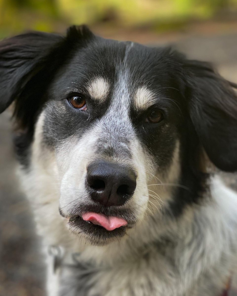 JennyWoodman's tweet photo. @AngryBlackLady Winston is loving his β so many sticks! #bleps https://t.co/EyoNCyF2il