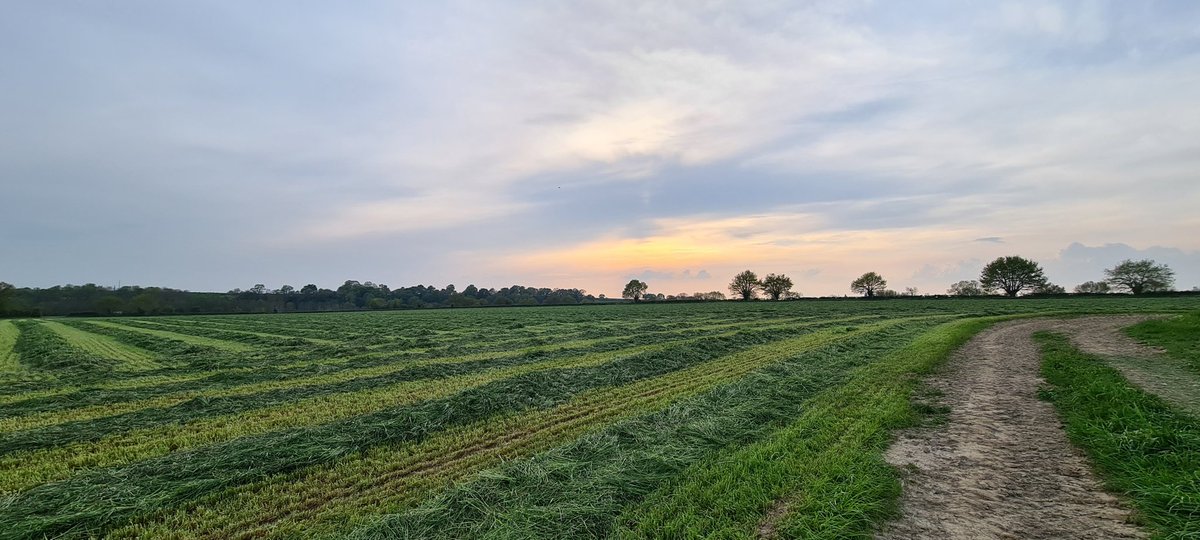 Les_Elles_Terre's tweet photo. #EnsilageHerbe2022 dans les starting-blocks
#RayGras
#AlimentationVachesLaitières
#MonMétierÉleveuseLaitière
#SudEstMayenne
#FrAgTw https://t.co/2vtRVTB40H