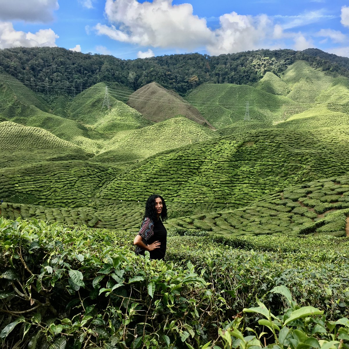 HerbanAlchemist's tweet photo. Tea Plantation in Malaysia!  Such Beauty and Healing!
#matcha #greentea https://t.co/N6Cs9bqGln