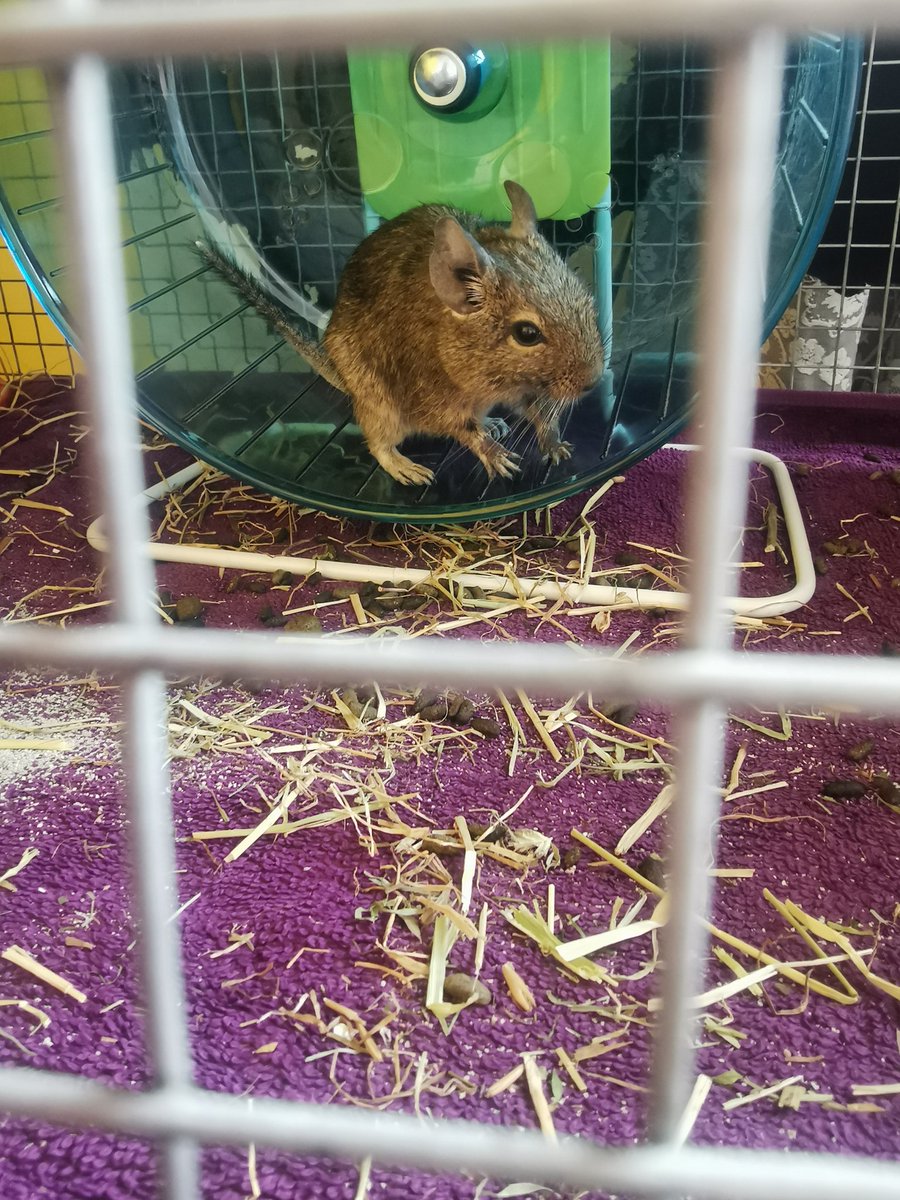 L_L_Robinson's tweet photo. @AngelDionne13 I'd love a cat-sized degu! https://t.co/GJornVaq1e