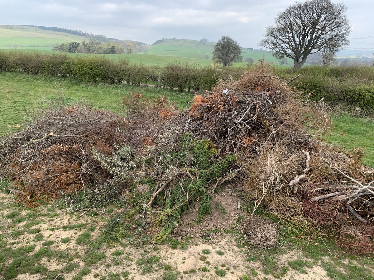 MichaelLeyland6's tweet image. Green material recycling. ♻️
This acts as a carbon source for manure product &amp;amp; improves diversity as a soil food.