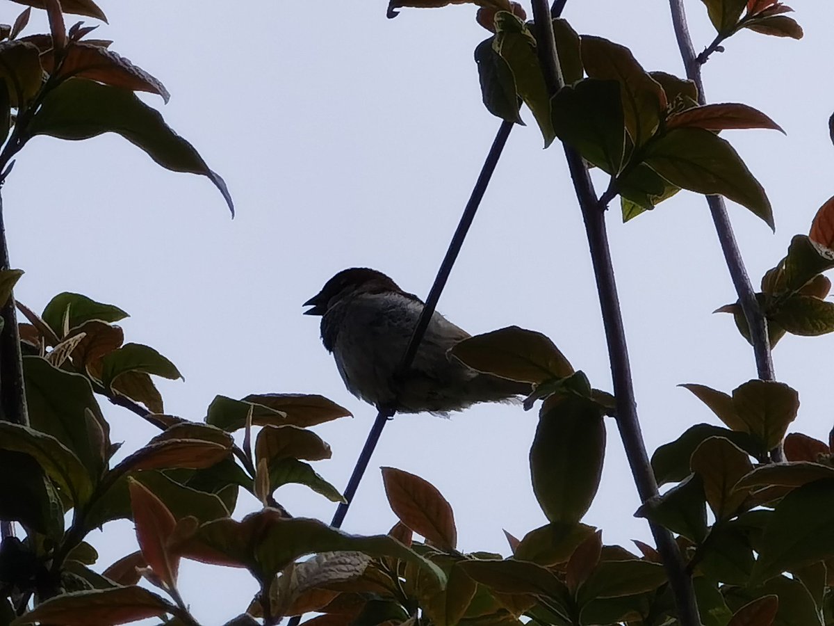 BlairDurno's tweet photo. The House Sparrows. #Huawei #HuaweiP40Pro #CapturedOnHuawei #LoveMyHuawei #MyHuaweiMoment #HuaweiCommunity #Arbroath @HuaweiMobileUK @HuaweiMobile https://t.co/OdFV2kJwID