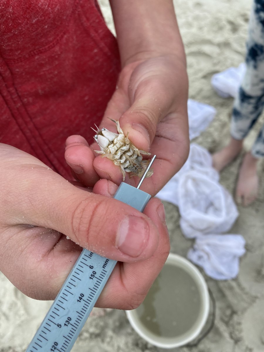 limpetsnews's tweet photo. Science in action!
#pacificmolecrab #emeritaanaloga #limpetsmonitoring #sandybeach #communityscience #citizenscience #fieldscience https://t.co/hooRT6H7nh