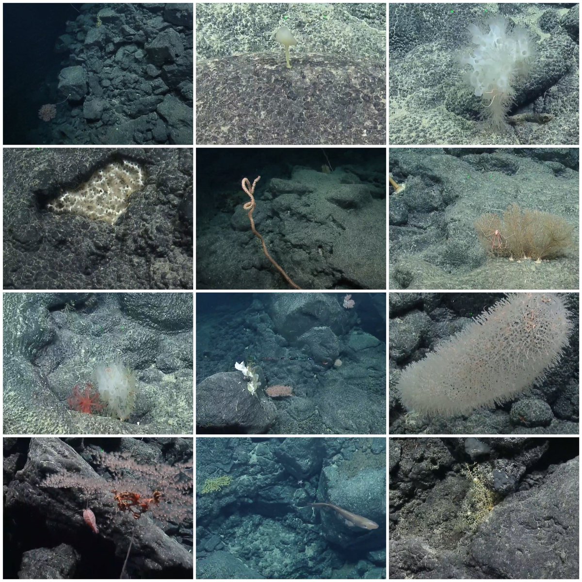 alex ahrens marshall tweet media