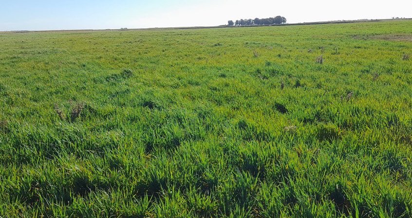 Integral Agropecuaria SRL tweet media