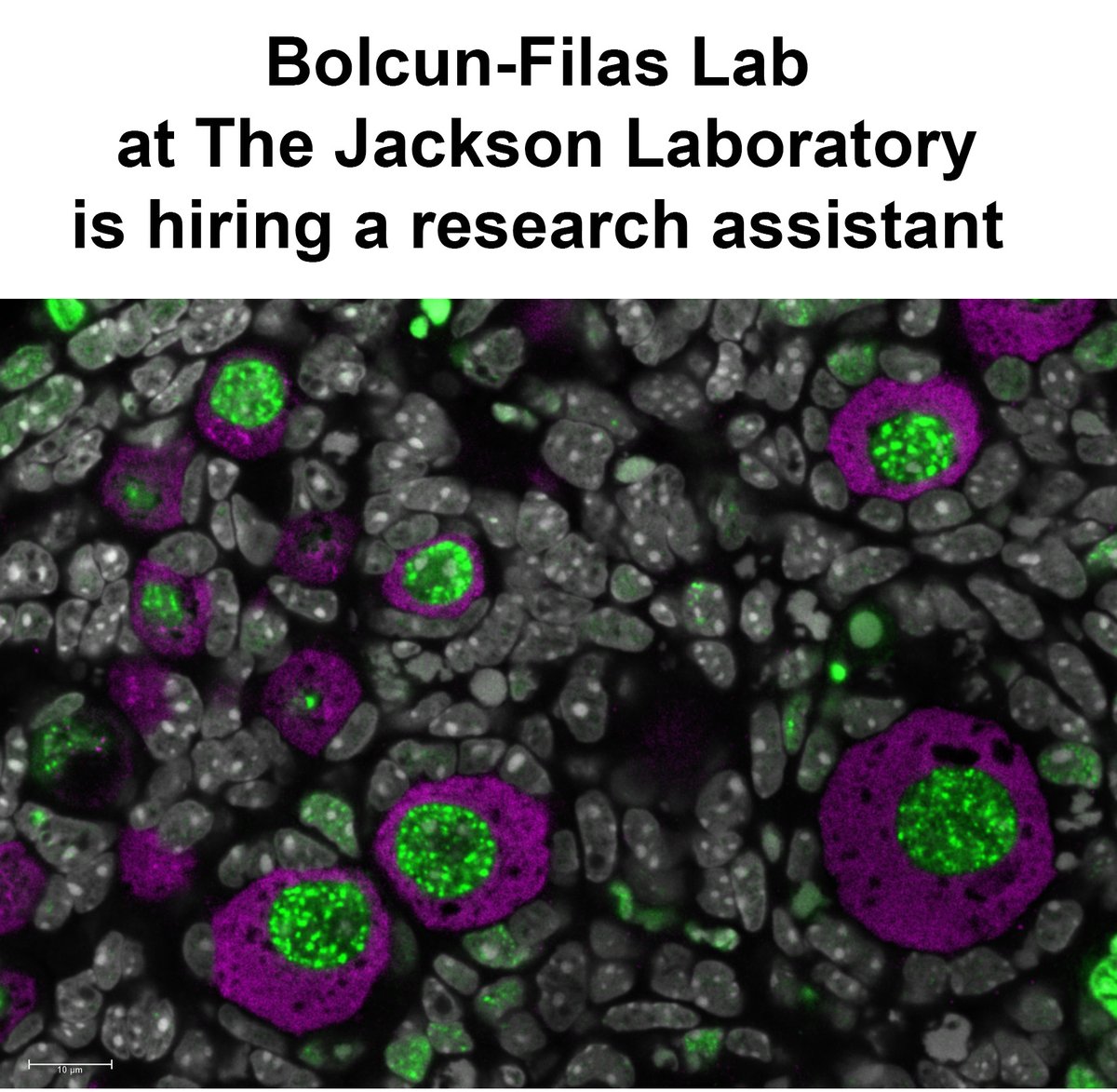 EwelinaBolcunF's tweet photo. Bolcun-Filas lab is recruiting! We are looking for a research assistant to contribute to our study of oocyte development and cancer treatment induced ovarian toxicity https://t.co/Do4sA1KlcX Please share https://t.co/VVdMLBMep5