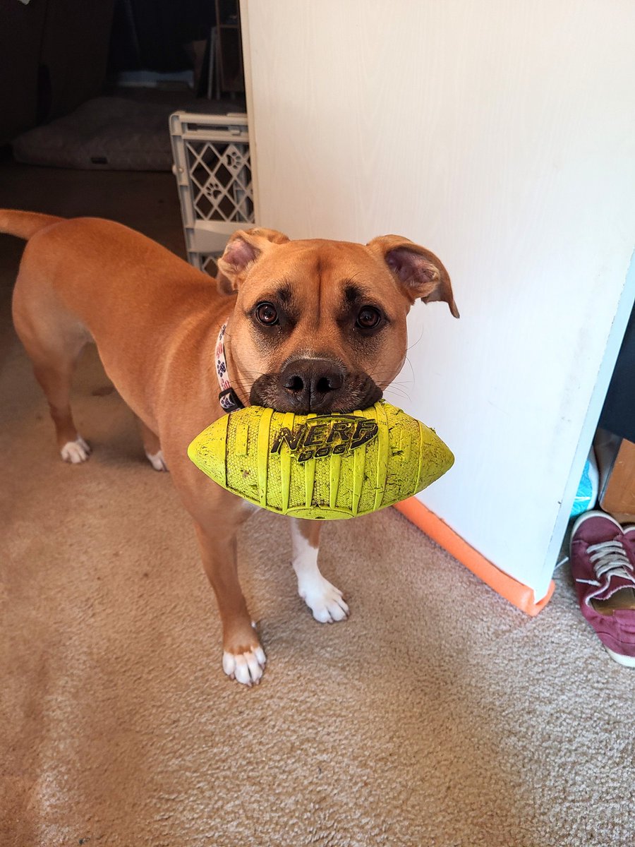 gingerfaerie's tweet photo. @Fiery25123 @Slyfiv Ginger offers her well wishes and this football. I told Ginger that cash would be better received in this case. She begrudgingly agreed. Good luck! https://t.co/ICBAVNm7P3