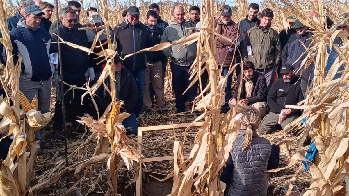 crea_arg's tweet photo. Jornada #maiz en zonas marginales ����
La Región CREA Semiárida compartió sus claves para producir con limitantes de agua y suelo 💧 🌱

Maíz de segunda ✅
Híbridos y densidades ✅
Fertilización nitrogenada ✅

#somoscrea https://t.co/R9UseiWWdR