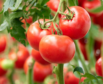 This week on the Convolvulaceae Network, Dr. Eloisa Vendemiatti will take us behind the development of insect-resistant tomatoes using wild relatives. We meet on Friday (22nd) at 2PM(GMT+1). Subscribe to the seminar series using this link! forms.gle/UdqKeM1zqdwtUw…