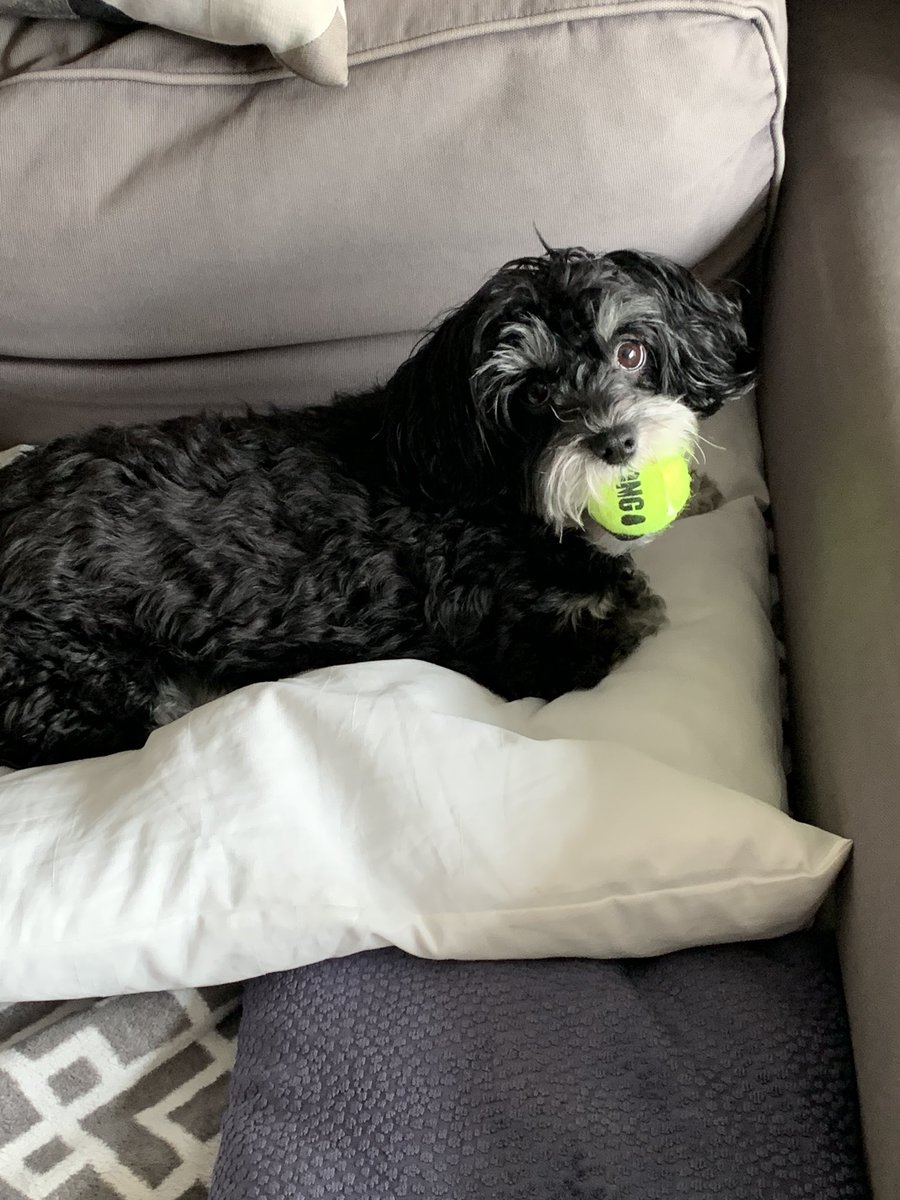 byariaux's tweet photo. I’m as obsessed with her as she is with her new ball. 😍🥰 #LunaTime #MaltiPoo https://t.co/8V66oqkXXL