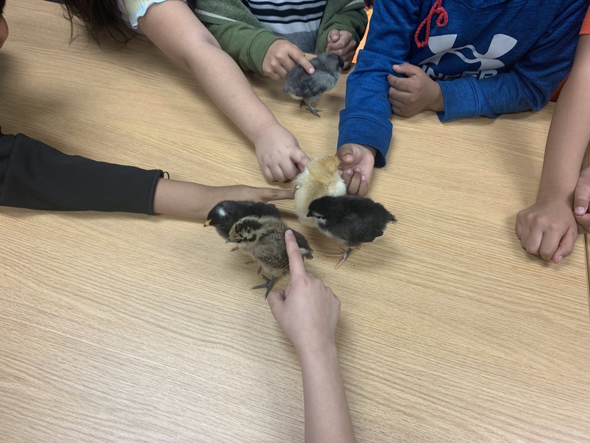 APonderLibrary's tweet image. Ponder Panthers experiencing from egg to chick in the library.  #MisdLibLove