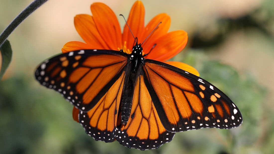 Sessumsbee's tweet photo. Poetry can help build wings to fly🦋because change is beautiful. Bessie🦋is Oakland International High School's #ACEPoetryContest mascot. Read her blog on how poetry inspires student's hope & courage to fly high👉https://t.co/naiOpCALrV #AssocContEd @OIHSchool #NPM22 #PoetryMonth https://t.co/UXC3MvTY7M