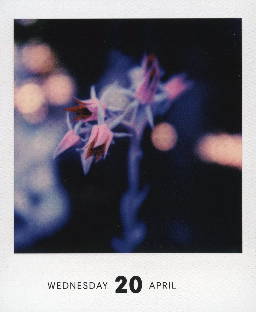 tobysx70's tweet photo. Echeveria Laui
#Happy420
#echeverialaui #flower #plant @Polaroid #PolaroidOriginals #Polaroid #color600 #slr680 #instantfilm #photodarium https://t.co/0ldFMypnIB