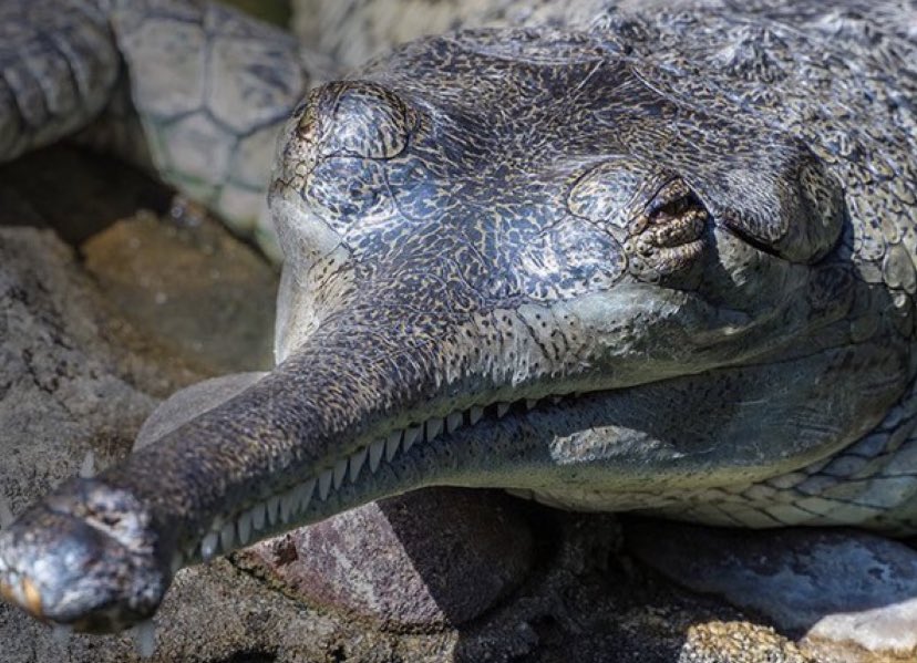 GatorsDaily's tweet photo. Happy 4/20 from this absolutely blasted gharial https://t.co/sTeT0iNHEk
