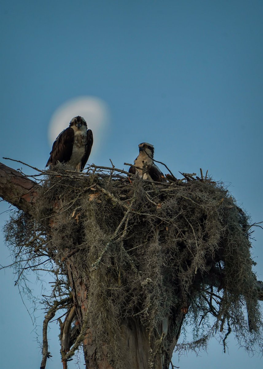 Moon Dippin’ Behind Our Osprey Nest This Morning

#birdphotography #wildlifephotography #TwitterNatureCommunity