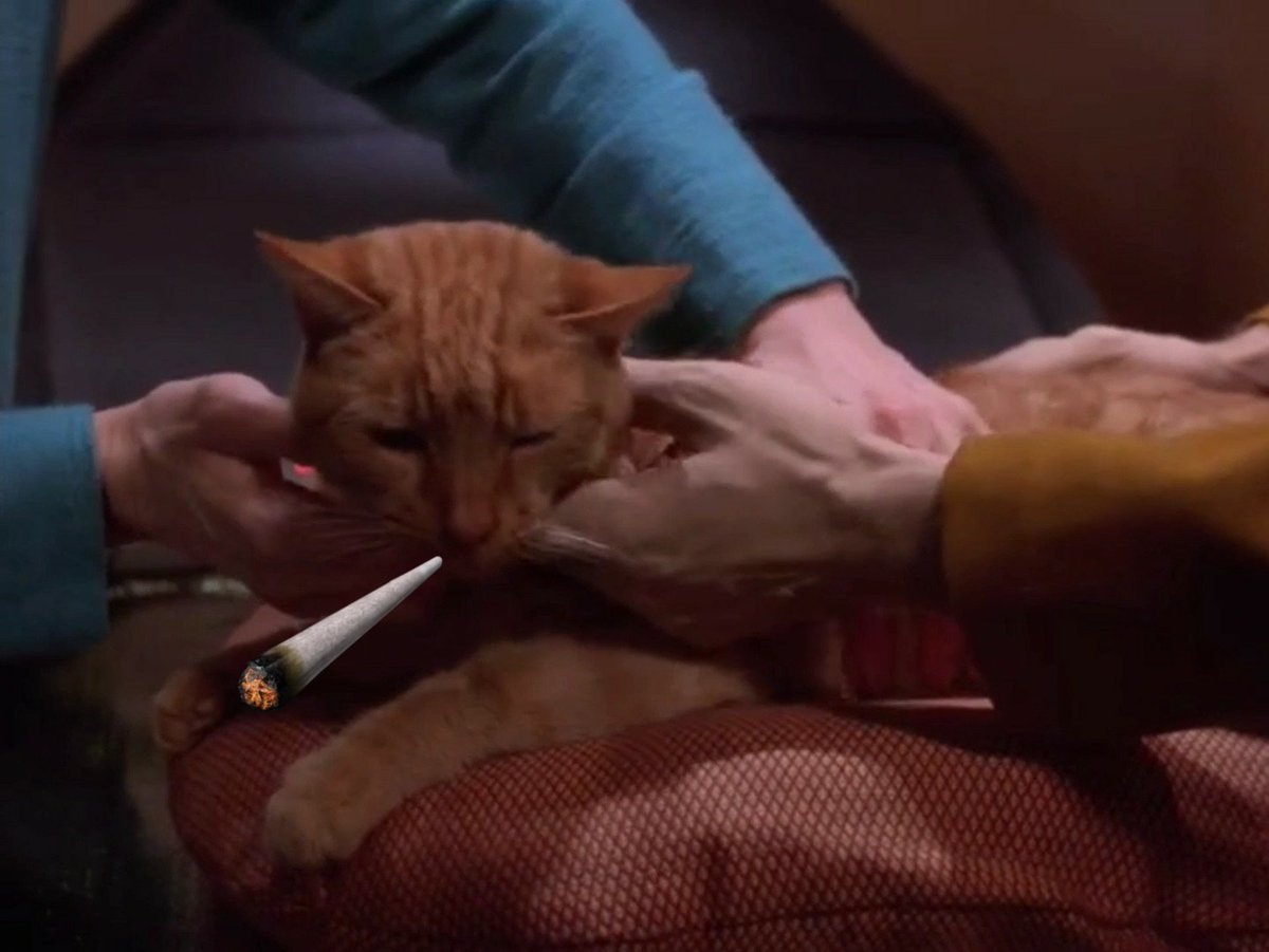 daily spot (@dailyspotcat) on Twitter photo 