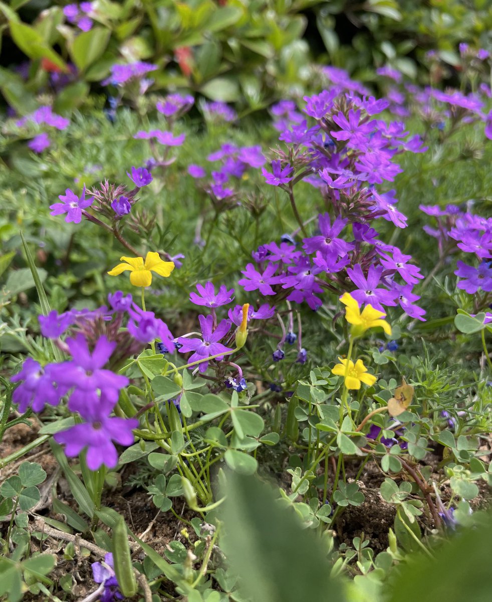 Spring colors are everywhere! 🌼 #GulfStatePark