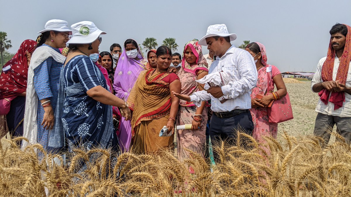 CSISAProject's tweet photo. More images from the public #wheatharvest activity at Muzaffarpur &amp; Patna (@CSISAProject demo plots) and of JEEViKA women farmer in their wheat fields in Nalanda on 8th, 9th &amp; 10th April, respectively. #ZeroTill #ConservationAg #virtualwheattour @AlisonRBentley https://t.co/sjH685livy