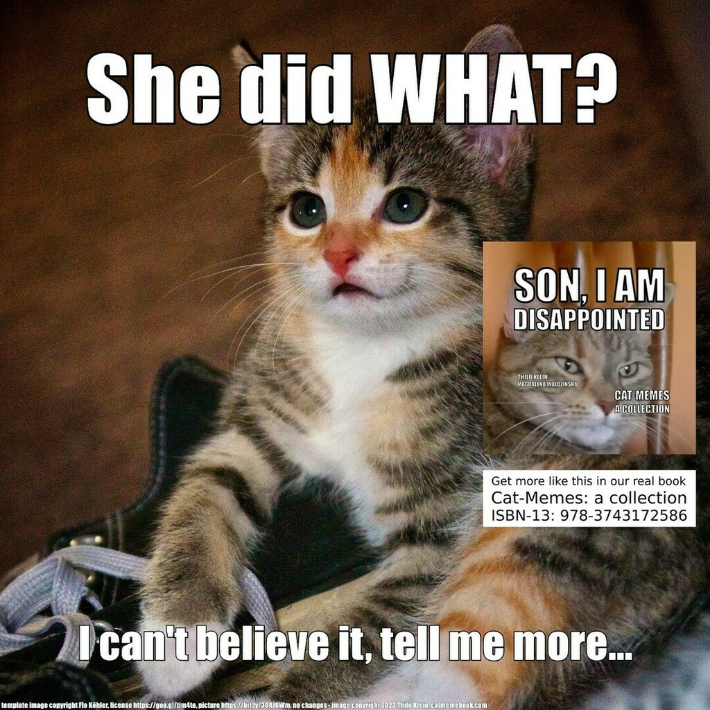 Funny Cat Memes Cute Kitten Facebook | atelier-yuwa.ciao.jp