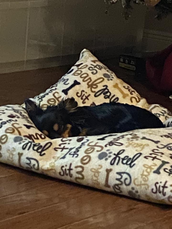 Furbaby Bean Beds LLC tweet media