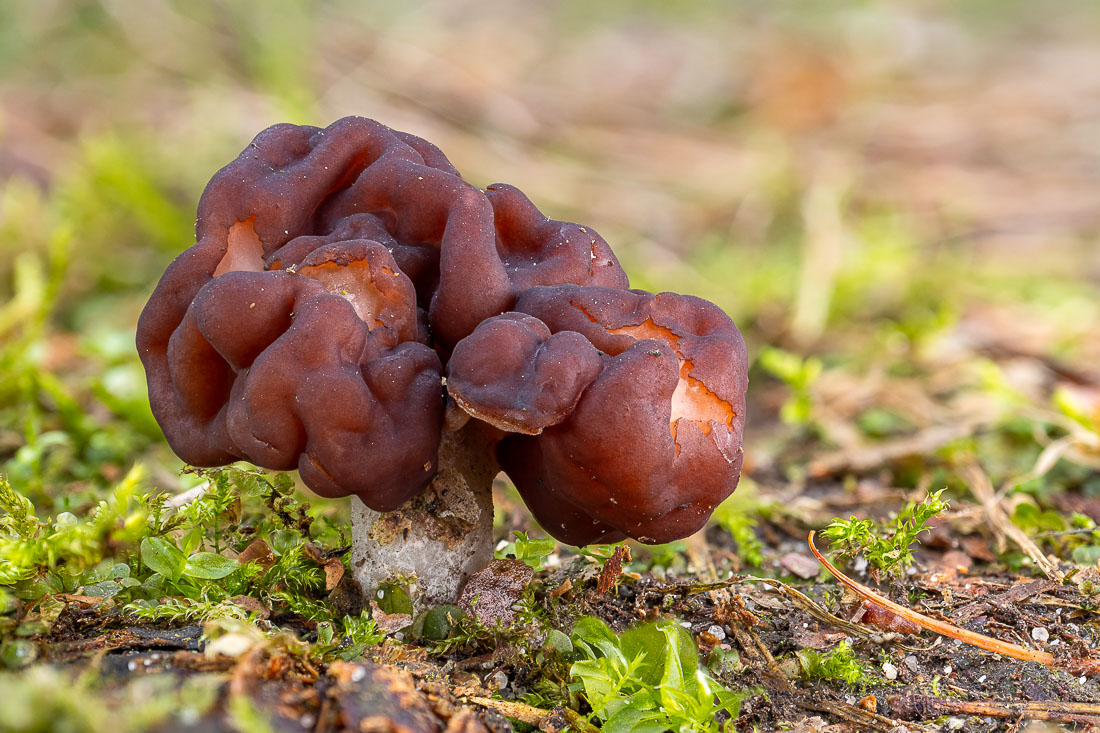 LukesMushrooms's tweet photo. So my first morel of this season is a poisonous false morel. My first time ever find of this species 🥳🎉
🌍 Gyromitra esculenta
🇬🇧 False morel
🇩🇪 Frühjahrs-Giftlorchel
🇨🇿 Ucháč obecný
🇸🇰 Ušiak obyčajný
#brain #fungus #mushroom #fungi #falsemorel #spring #forest #nature #photo https://t.co/rjwBQPta2x