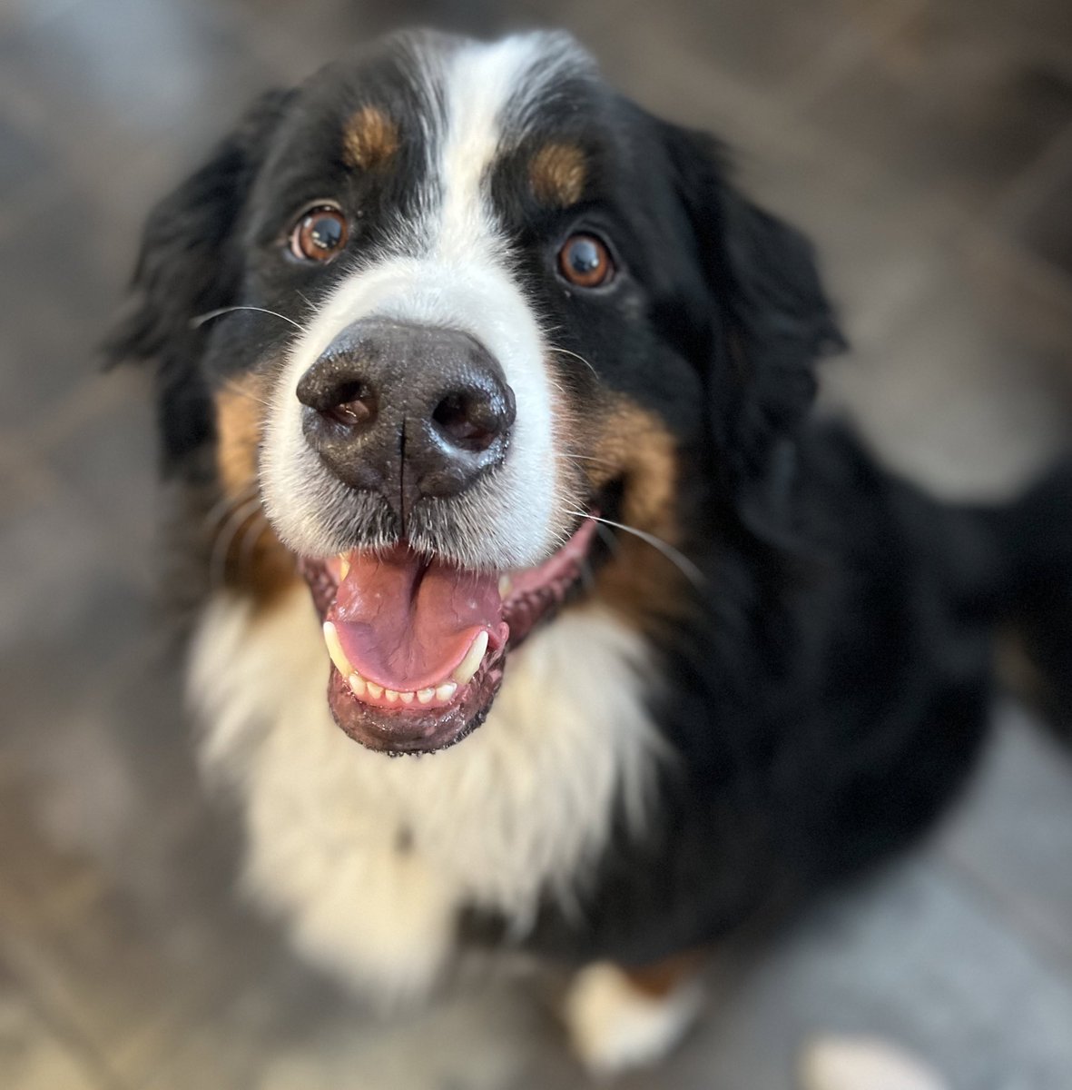 bunsenbernerbmd's tweet image. Your timeline has been visited by the happy science bear.
Pass it on!
❤️