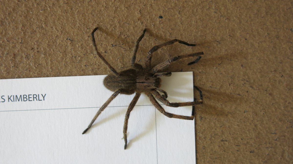 AnaMaHen's tweet photo. Yo esta mañana: voy a salir a trotar porque qué ansiedad.

La araña que salió de los tennis: ¿y el miedo no quita la ansiedad? https://t.co/tNKrlXG0qy