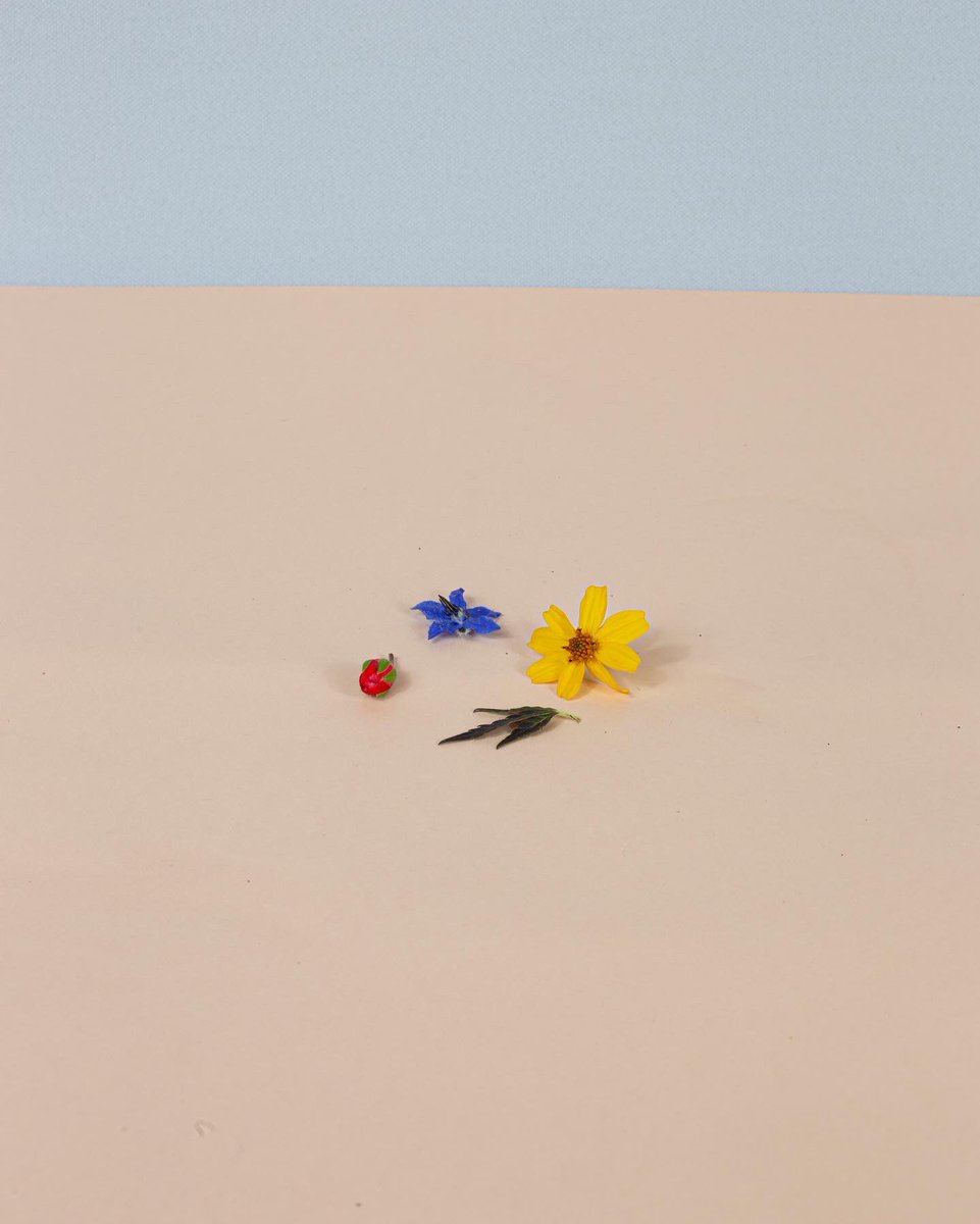 mdanielaquiros's tweet photo. Happy #420 everyone! Had so much fun making these in my studio, enjoy β¨ #forageflowers #fineartphotography #stolenflowersfromthestreet #spring #localplants #fineartfloral #nofloralfoam #weed #aweedisaflower #cannabis #cannabiscommunity #marijuana β https://t.co/GKGWd1fFEK https://t.co/rsONjlJOEf