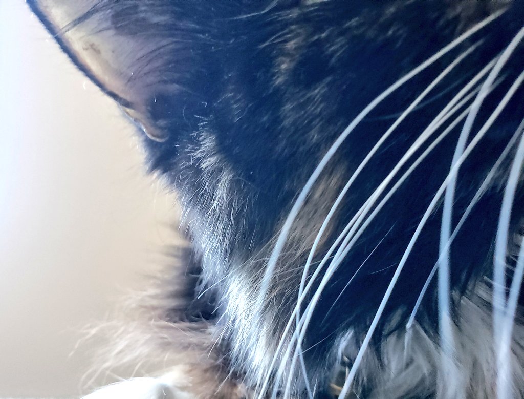 TheArtOfBeo's tweet photo. It's that day... 🐾 
#WhiskersWednesday #Cats https://t.co/MIFVyQsuj9