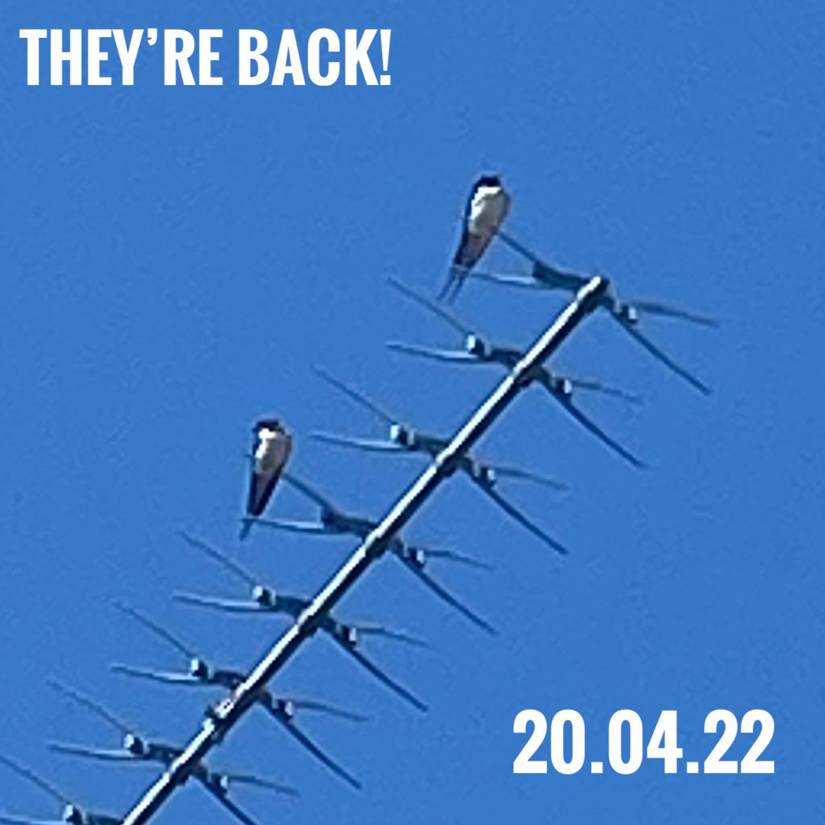 WildaboutFoods's tweet photo. My absolute favourite time of year, hardy little fella’s make it all the way from central Africa back to our little nook, bringing all the promise of oncoming summer.  Hate to see them leave, always hope they make it back, and today they’re back! 🌞

#wildabout #irishswallows https://t.co/tfPZZSHVQ4