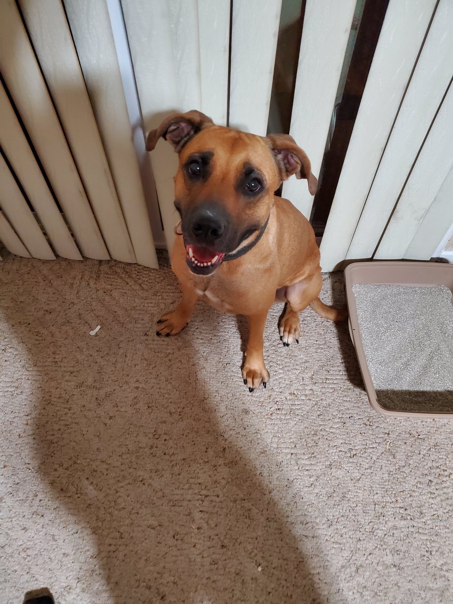 KJRiot's tweet photo. Might have to put down one of my friends today, she's in alot of pain, think she hurt her head breaking through dog door. Hope for good news, prayers. https://t.co/DUyaIX9Nnw