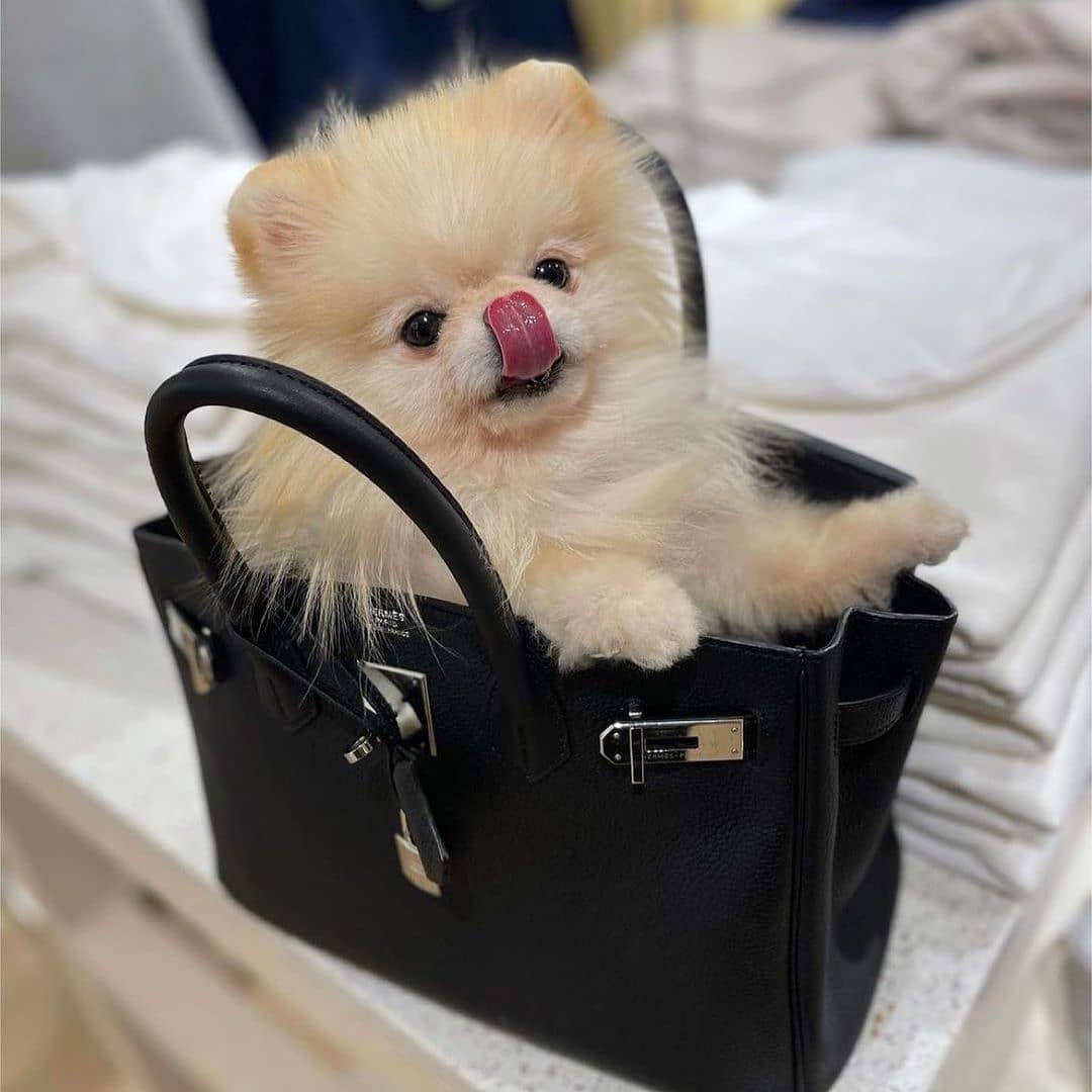 Pomeranian buddy on Twitter: "RT Such a sweet puppy💕😍 👫 Tag a friend 👉 ...
