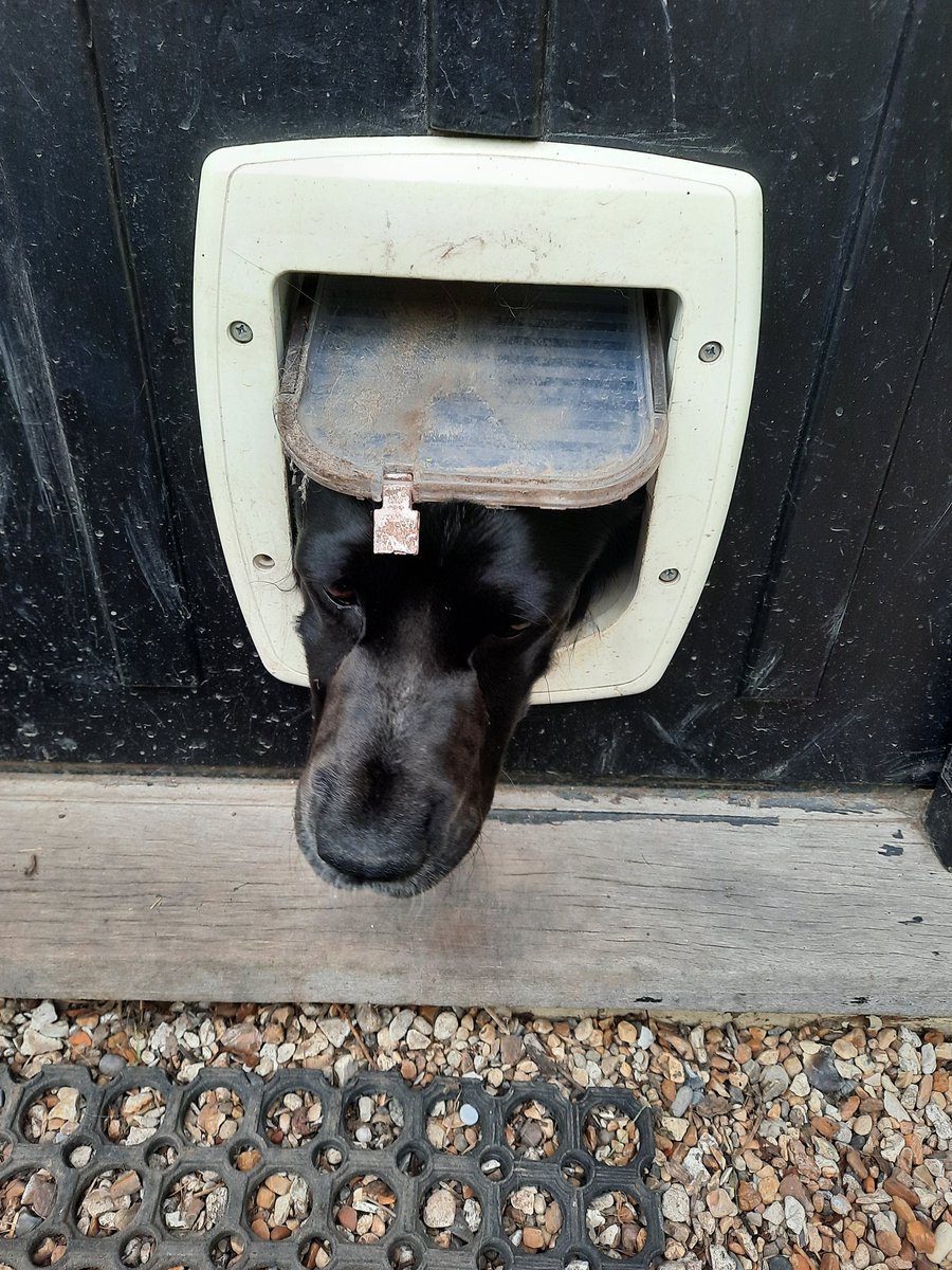 Dogflap