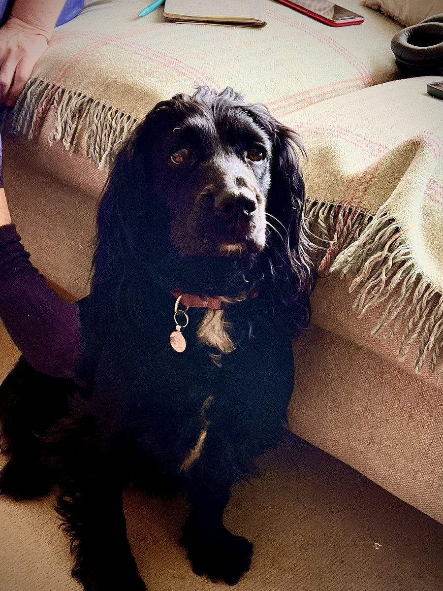 _ThinkingMusic's tweet image. New Chairman of the Board #music #dog #musicaldog #bossdog