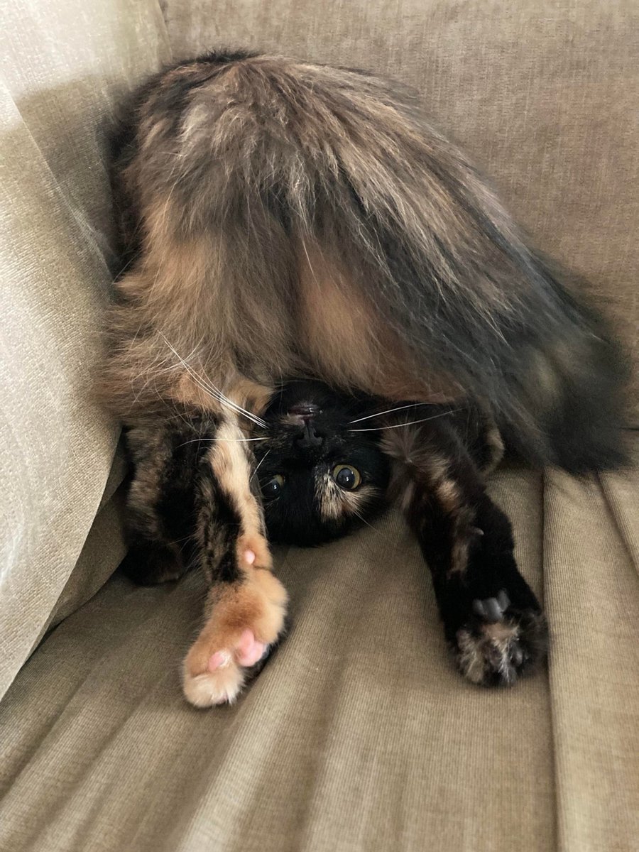 Dont Show Your Cat (@dontshowyourcat) on Twitter photo 