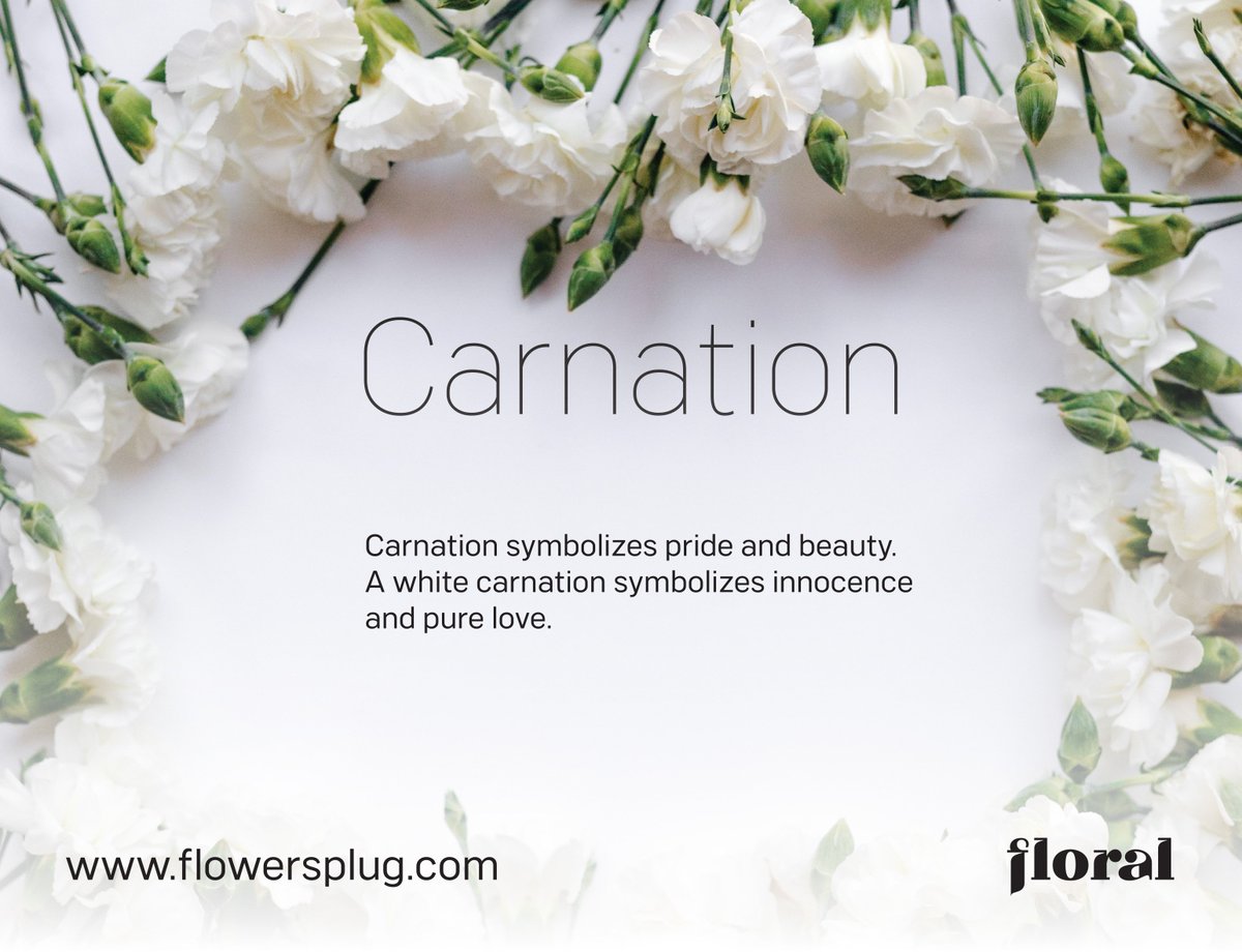 flowersplug's tweet photo. Is the carnation your type of flower? #GoFloral https://t.co/aemw0QOEl5