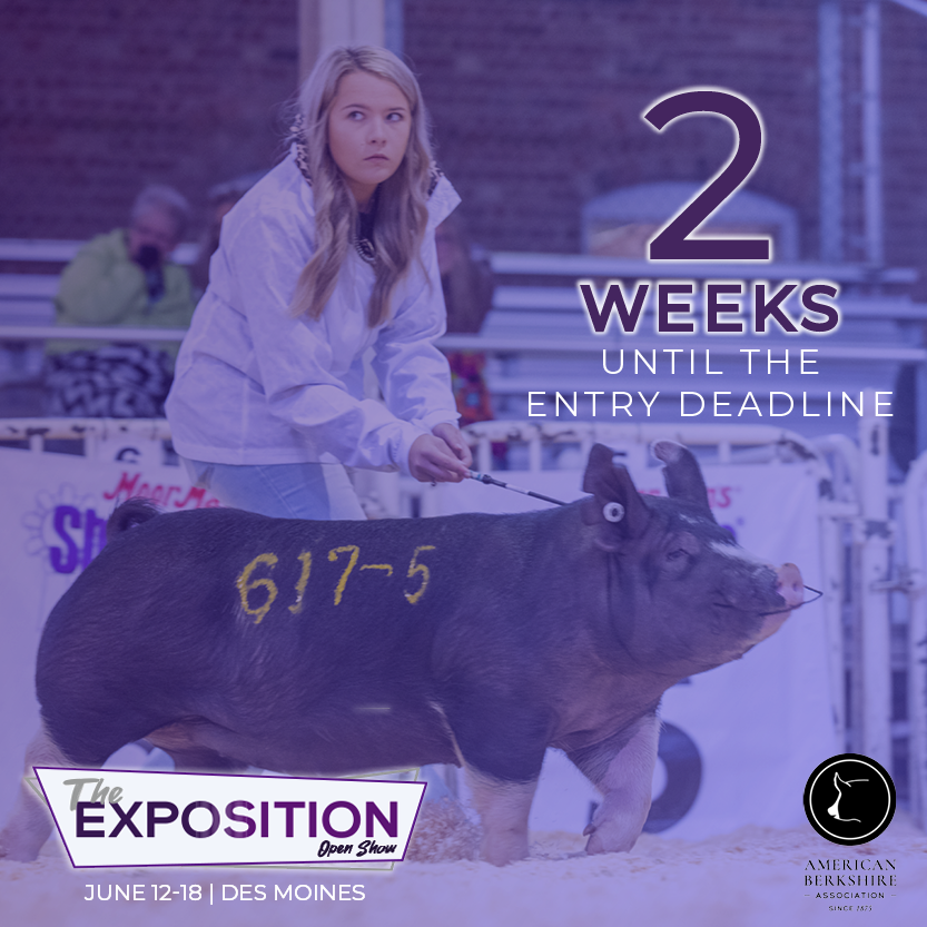 There are just 2 weeks until the entry deadline for The Exposition! Join the ABA, NSR, and NJSA in Des Moines. 

Find Expo info at: americanberkshire.com/the-exposition/

#AmericanBerk #TheExposition22