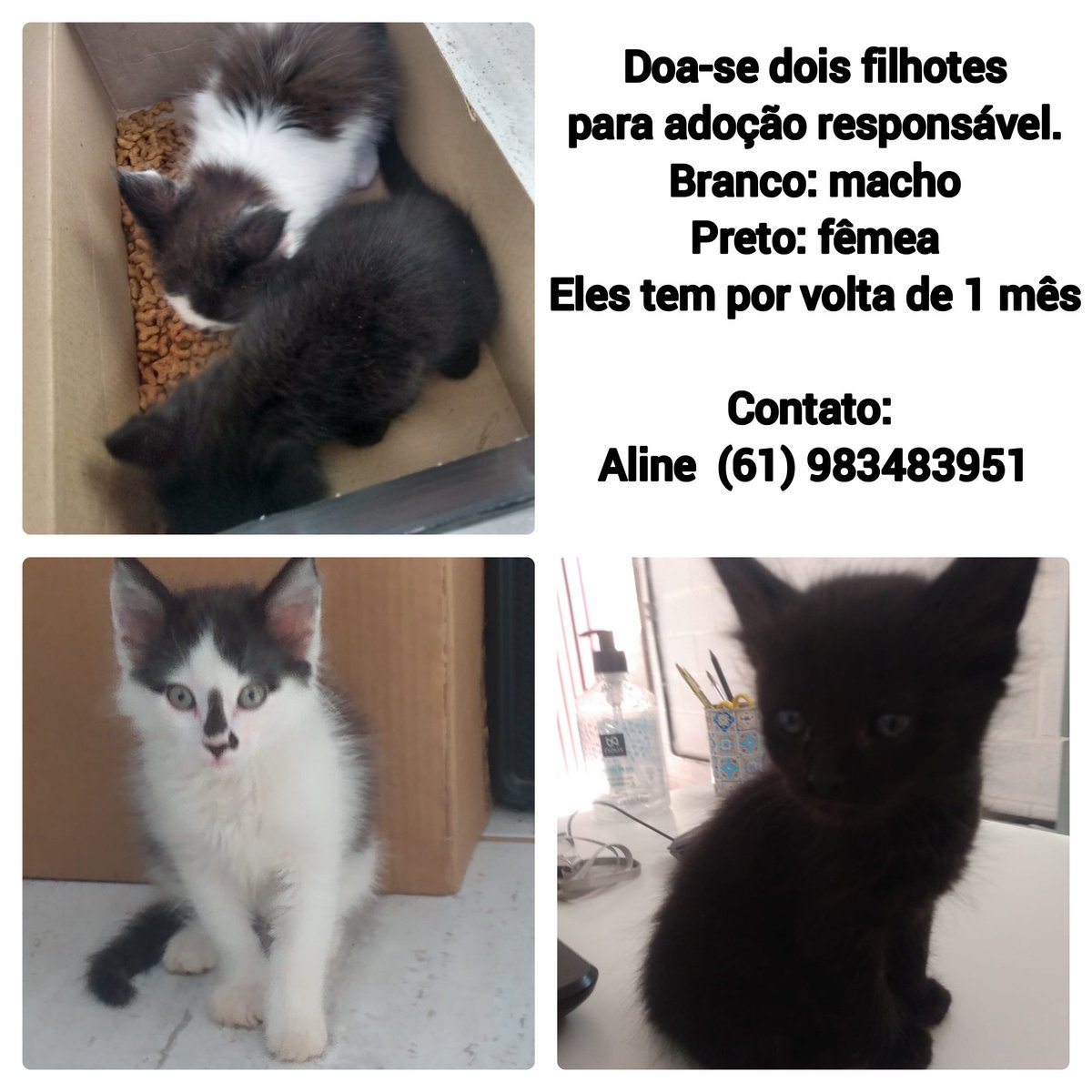 nahmsouza's tweet photo. Se puderem compartilhar, agradeço. Algum ser humano desprezível simplesmente jogou esses dois nenéns por cima do muro lá do trabalho da minha esposa dentro de uma caixinha de sapatos. 
Eles estão em Santa Maria - DF. https://t.co/ZjqfiXPxPT