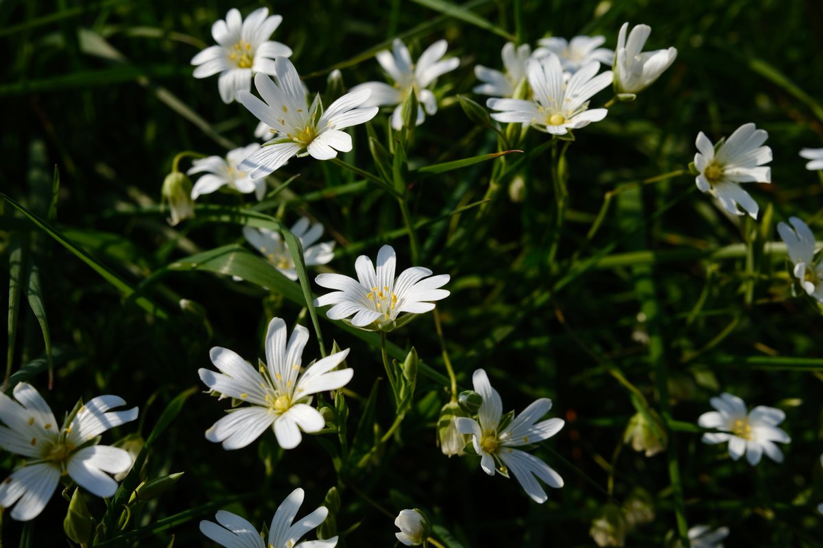 forestmat's tweet photo. Devon verges and hedges are full of flowering Greater stichwort at the moment. Upottery, Devon. #LoveDevon #devon #bbcradiodevon #DevonLive #35mmphotography #x100v #35mm #EveryoneNeedsNature #fujifilm #VisitEastDevon #visitdevon #devonlove #spring #springtime #stichwort https://t.co/bNnnKtp8O9