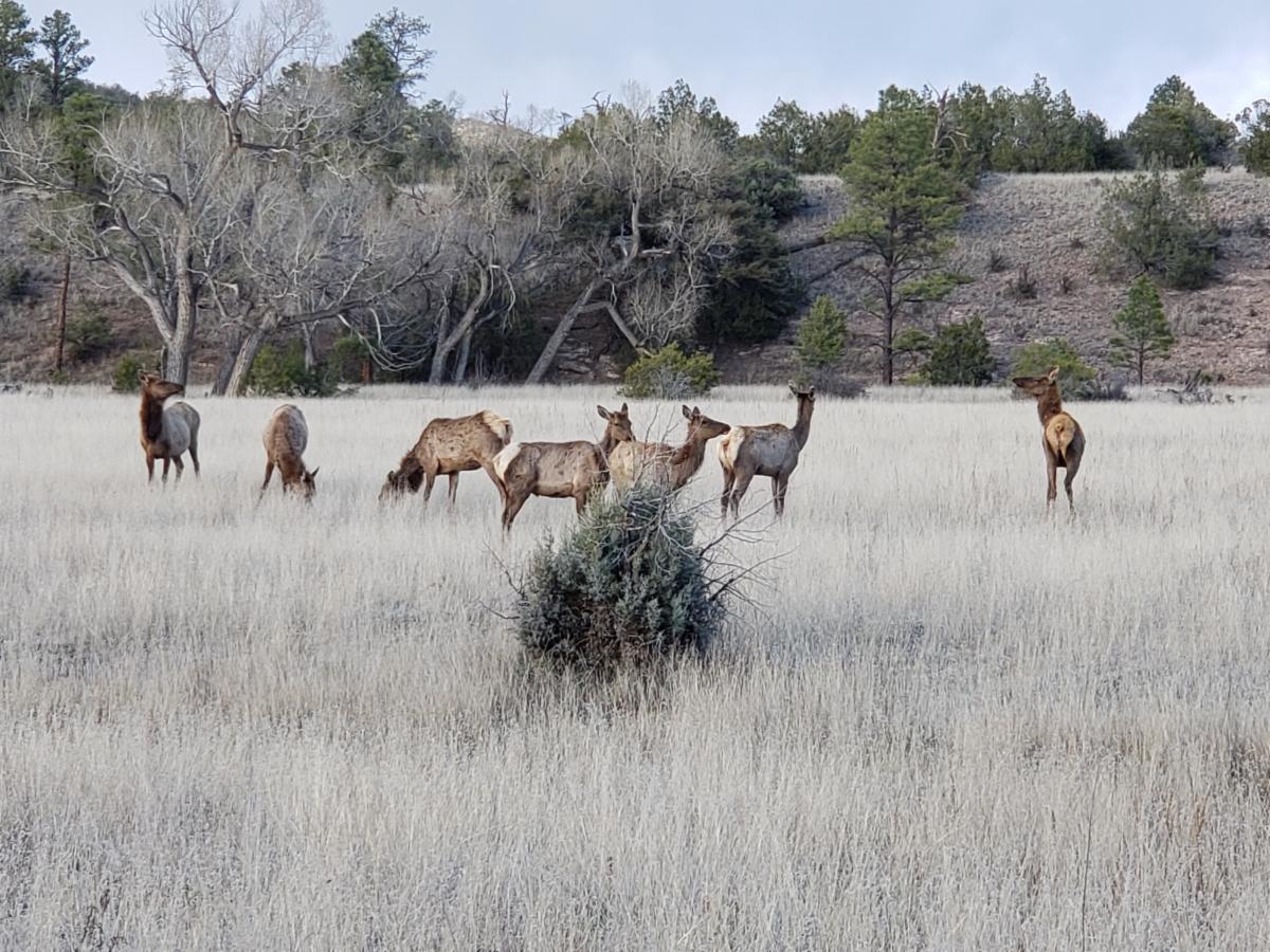 Once again far too many NM elk hunters will be left dreaming about bugles at home. The NM Game Commission is doing its best not to discuss how the state’s elk tags are siphoned off before the public draw. #keepwildlifepublic #nmpol #nmleg
conta.cc/386LO50