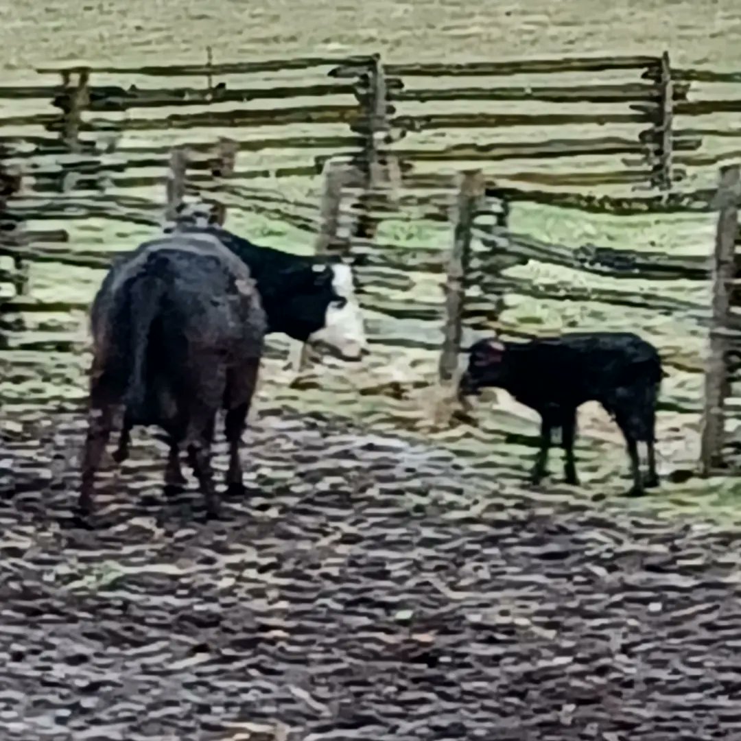 white_edna's tweet photo. Calving season 2022 has begun, Smores has given us a little heifer who we have called Sable. https://t.co/TwXAhfnFPe