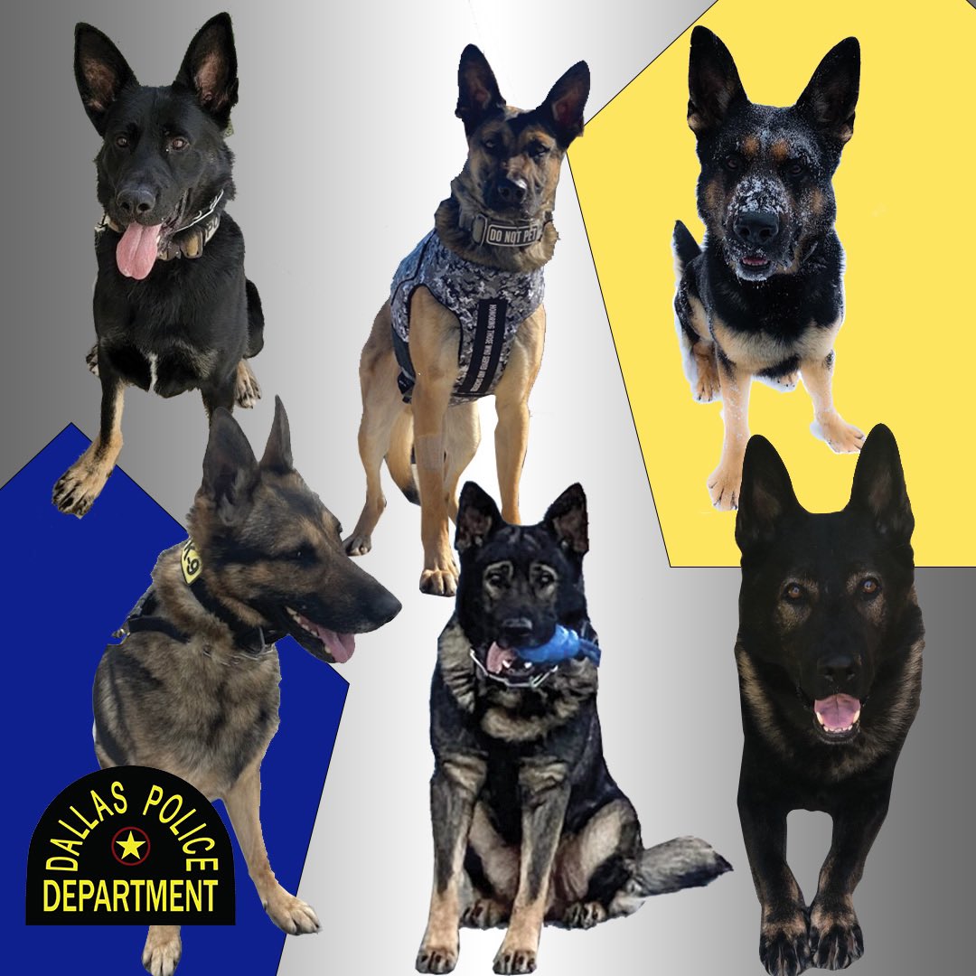 Today is 4/20 – Here are our narcotics detection canines. #thenoseknows