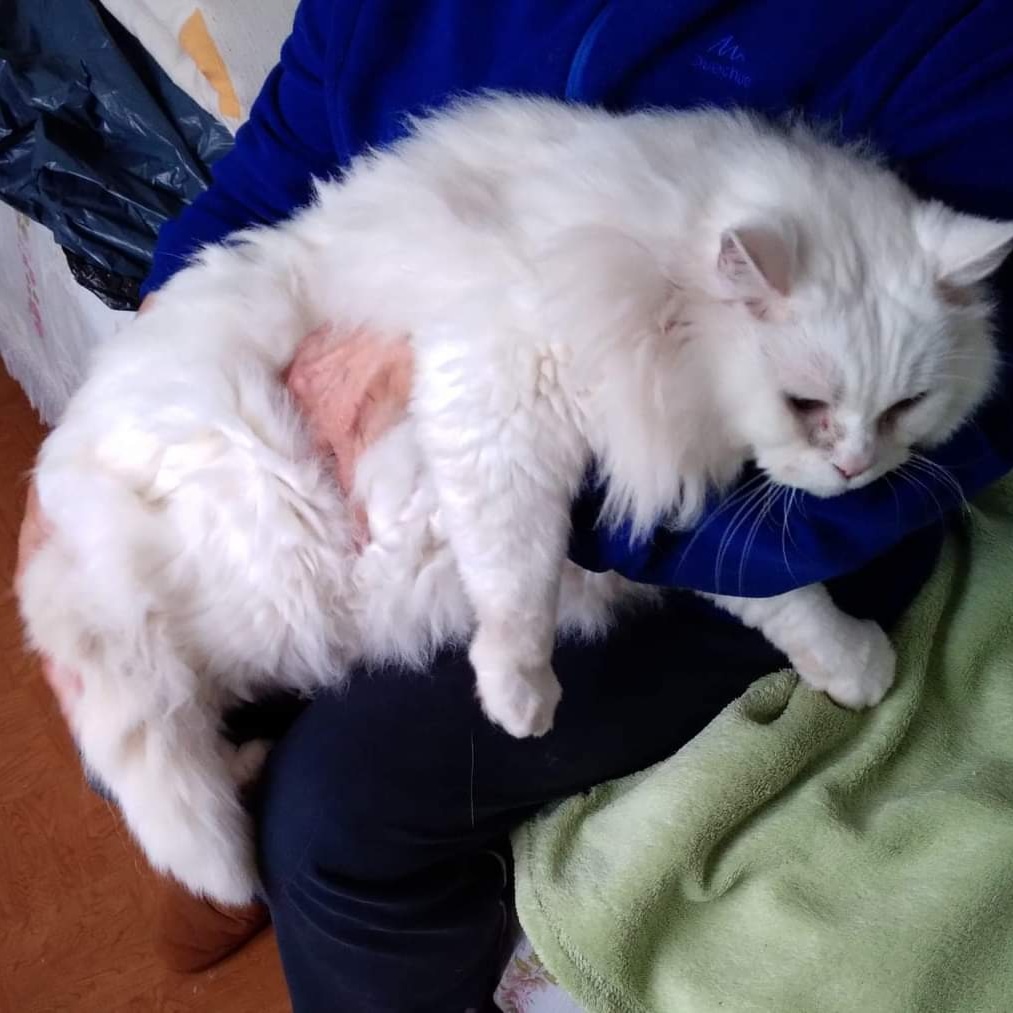 Este gato lo dejaron solo encerrado en una habitación durante 3 años, iba un señor a echarle de comer solo una vez por semana
Tiene unos 10 años, es macho sin esterilizar.Tranquilo y solo quiere estar con gente
Está ronco de tanto maullar

Asturias ,puede viajar
Tlf: 626574663