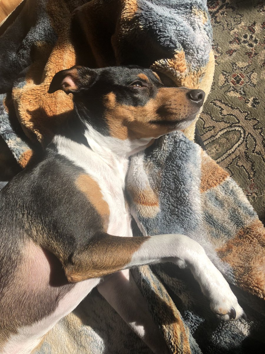 TheFish_Cast's tweet photo. A big happy birthday 🎊 to Mr B as he turns 4 today! I can’t lie when I say no one has been more excited I started working from home than him. https://t.co/iBTDeR03a4