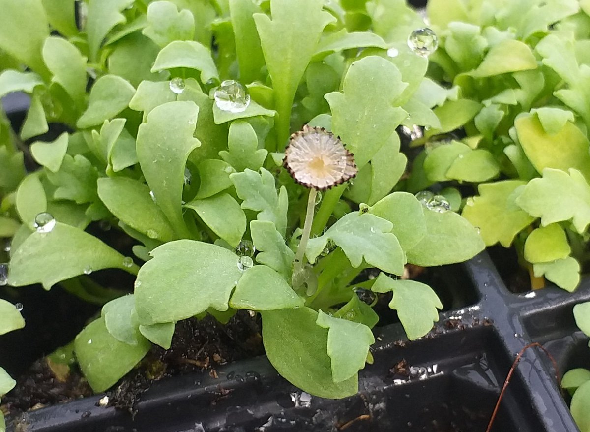 Just seen this in a tray of very young Icelandic Poppy seedlings. Less than 1" tall and already throwing a flower head up! #ilkley <a href="/TheGardenersRT/">TheGardenersRetweet</a> <a href="/The_RHS/">The RHS</a>
