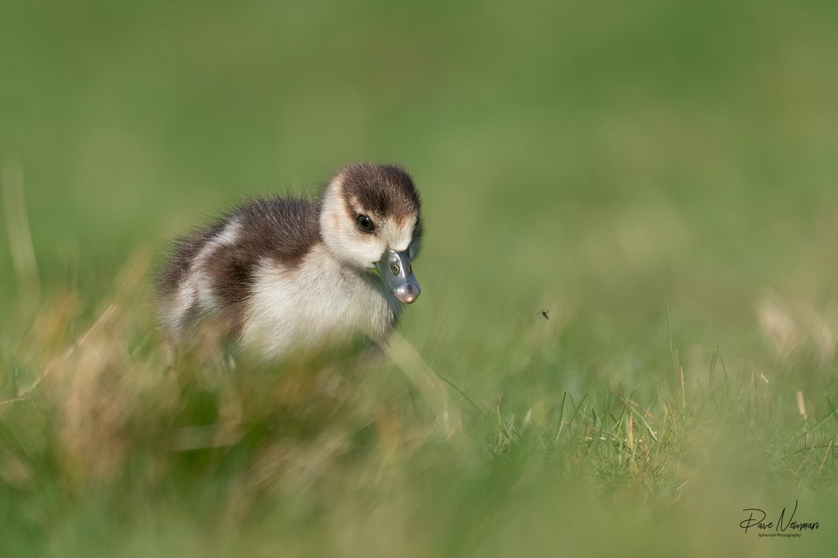 DaveSpherical's tweet photo. This cute little Gosling was playing catch the fly.
.
The fly won 💪🤣
#TwitterNatureCommunity #twitter #cutenessOVERLOAD #flycatching #chasing #gosling #goose #geese #Egyptian #baby @BBCLondonNews @theroyalparks #bushypark #london #SonyAlpha #bird #photographer #nature #wildlife https://t.co/TyA7t1AuJF
