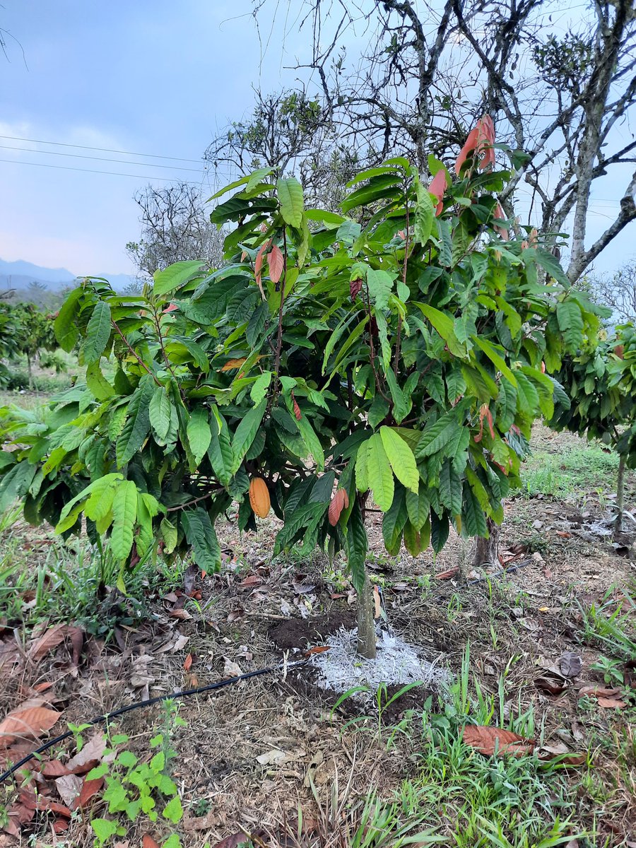 BiojetCompostaj's tweet photo. 3500 plantas de Cacao fertilizadas con Biocompost de Biojet y cal Dolomitica, gracias por confiar en la calidad de Nuestros Productos https://t.co/cgBt0dgac3