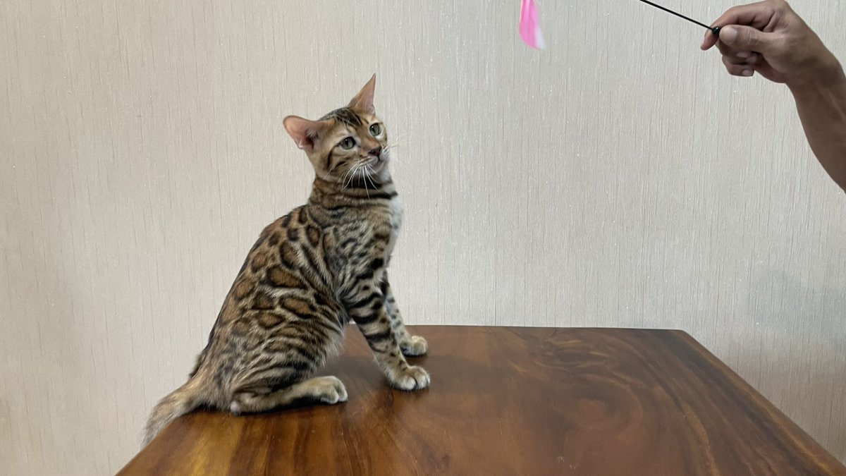 Bengal Ped ICA Jantan, siap pindah rumah baru. Minat langsung DM aja